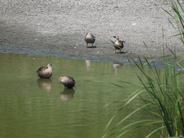 �����`�쒹�����̃J���K���B