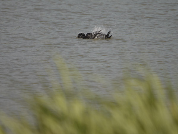 �����`�쒹����