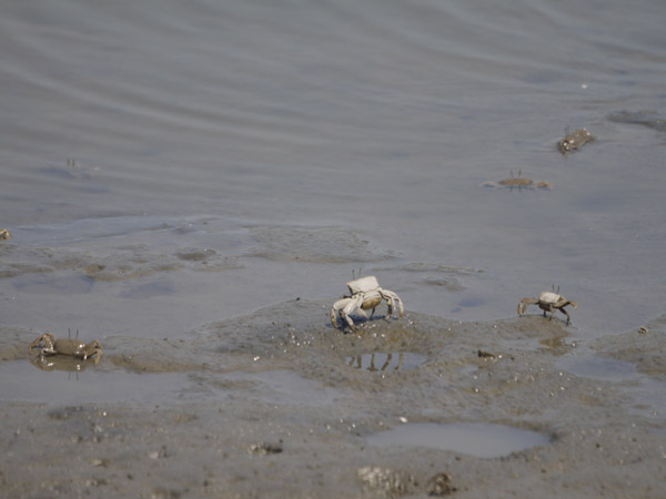 �����`�쒹�����̃J�j�B