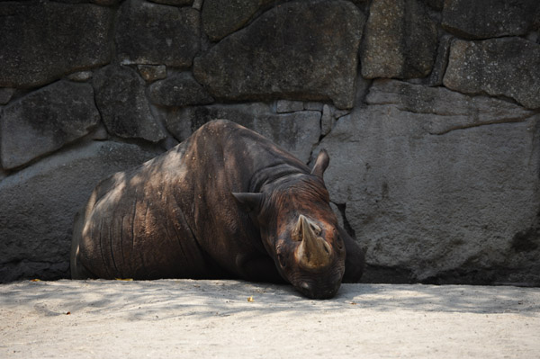 ��쓮�������̓��A�ŗ��ރT�C