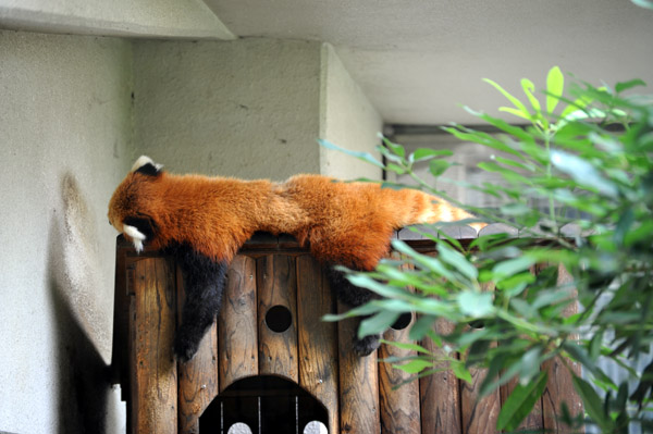 ��쓮�������̃��b�T�[�p���_