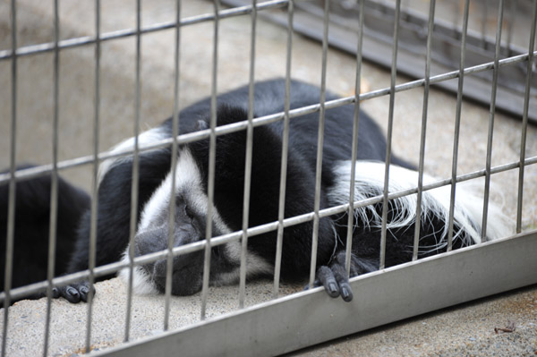 ��쓮�������̃A�r�V�j�A�R���u�X