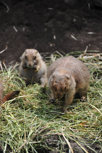 ���H����