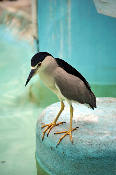 ��쓮�������̃y���M���̂����ڂ��_����