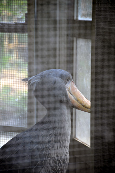 ��쓮�������̃n�V�r���R�E