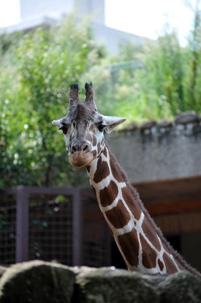 ��쓮�������̃L����