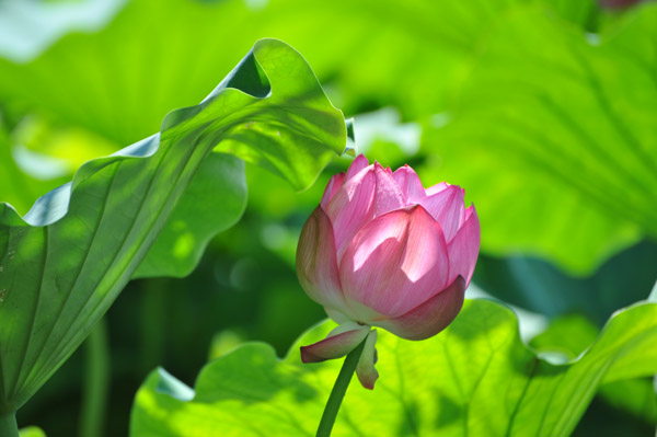 �^�Ă̕s�E�r�̕��i