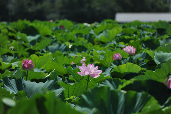 �^�Ă̕s�E�r�̕��i