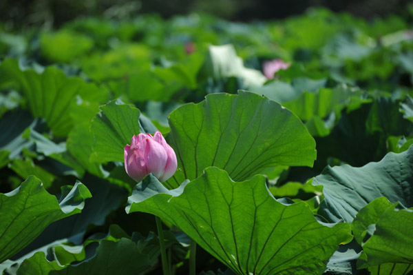 �^�Ă̕s�E�r�̕��i