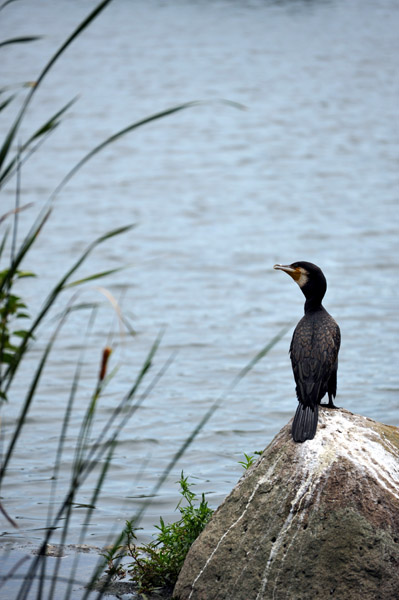 �^�Ă̕s�E�r�̕��i