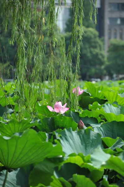 �^�Ă̕s�E�r�̕��i