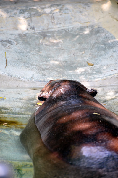 ��쓮�������̃J�o