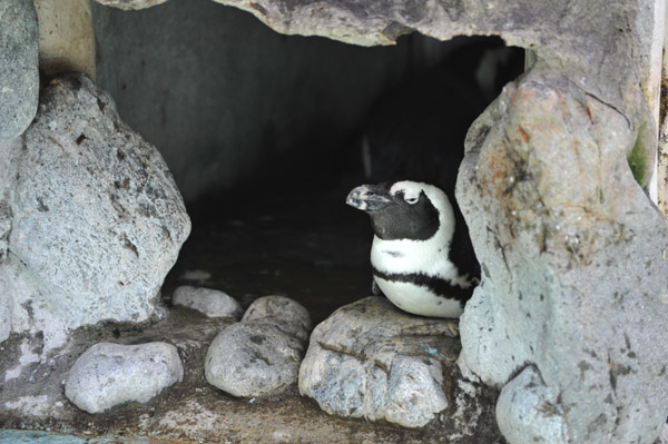 ��쓮�������̉B���y���M��