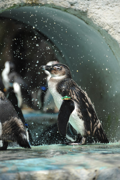 ��쓮�������̐����Ԃ��̒��̃y���M��