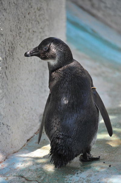 ��쓮�������̃C�P����