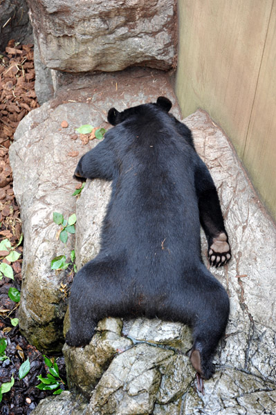 ��쓮�������̃c�L�m���O�}