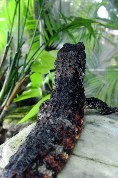 ��쓮�������@�����ފق̃g�J�Q�̌㓪��