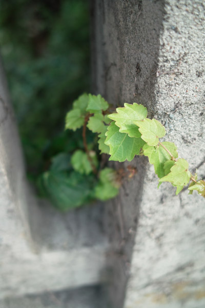 ���╣����i�Ԑ���j�̋����ɂ�