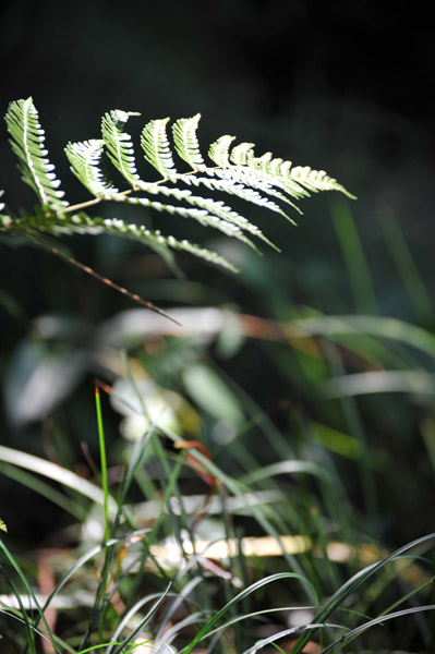 �뉀���p��