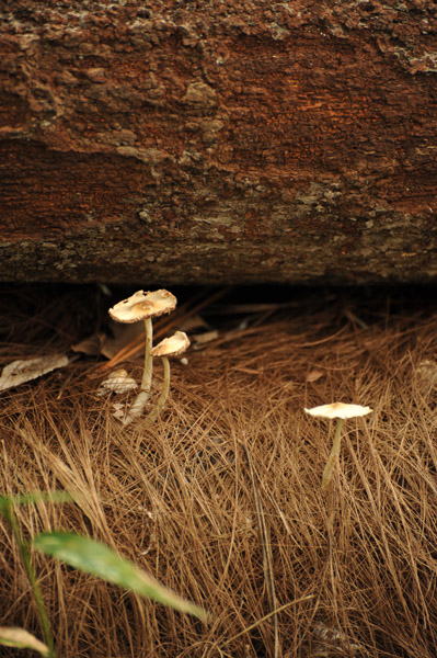 �L�������