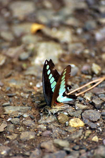 �L�������