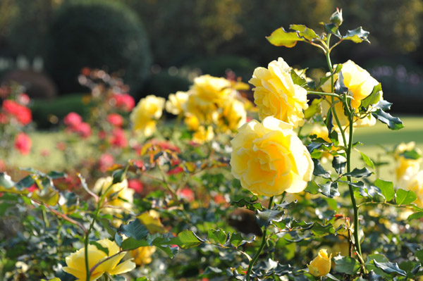 �V�h�䉑�̉Ԓd�̃o��