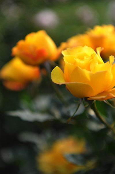 �V�h�䉑�̉Ԓd�̃o��