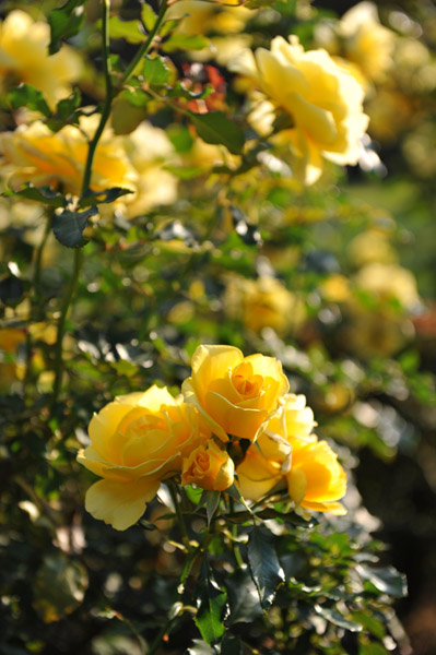 �V�h�䉑�̉Ԓd�̃o��