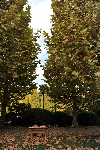 �H�̐V�h�䉑