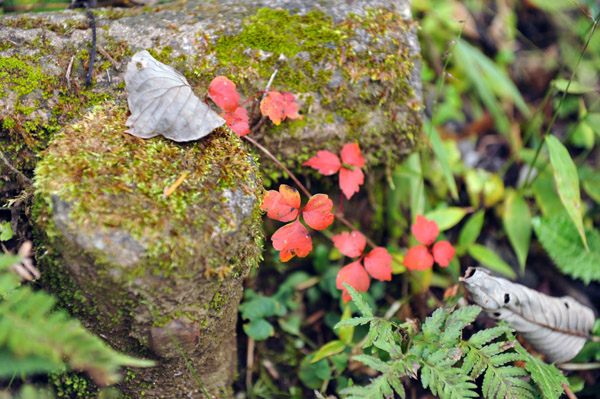 �����ȍg�t