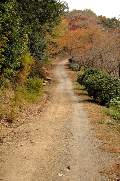 �H�̑����X�щȊw��