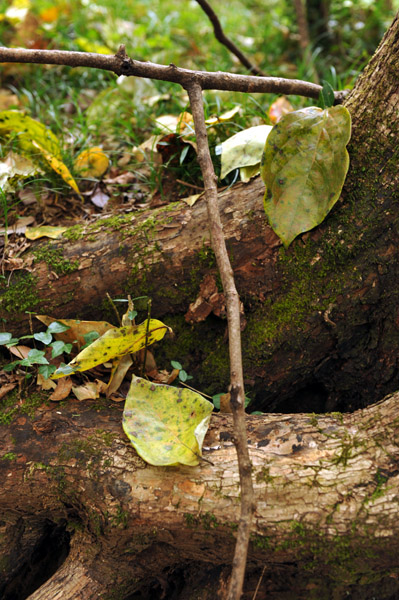 �H�̑����X�щȊw��