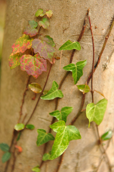 �H�̑����X�щȊw��