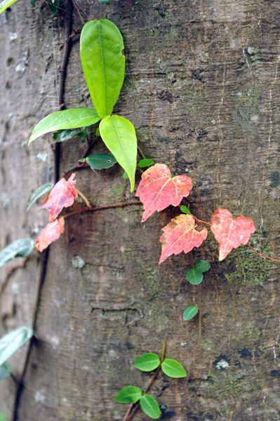 �H�̑����X�щȊw��