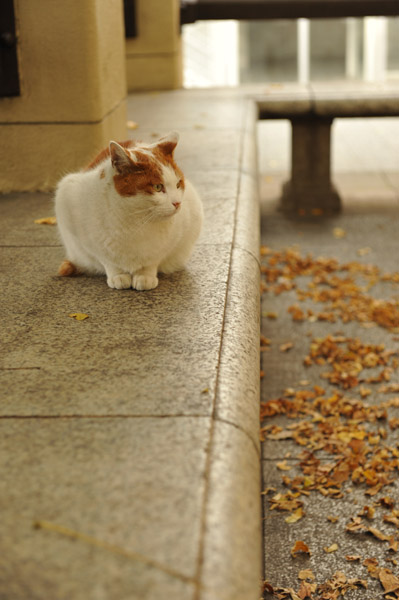 ������w�̍g�t