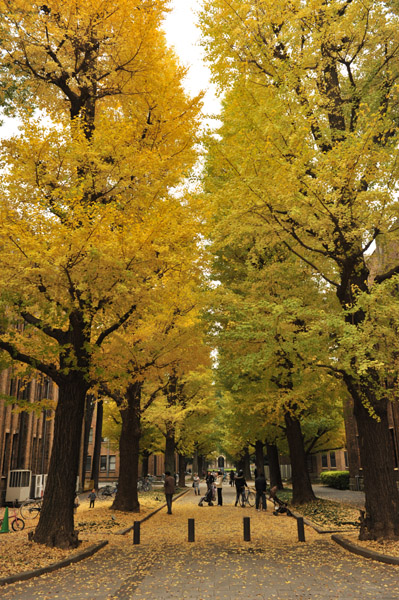 ������w�{���L�����p�X�̍g�t