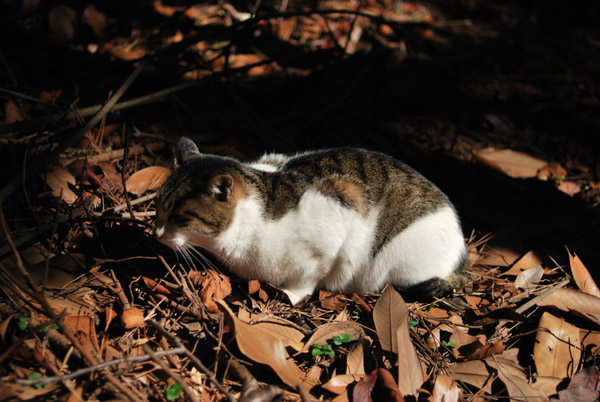 ���ӓ������C�l�����̖�ǔL