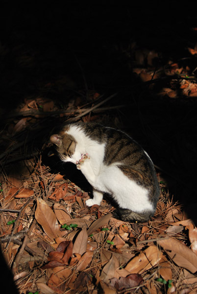 ���ӓ������C�l�����̖�ǔL