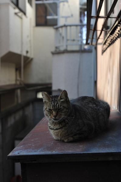 �����̏�Œ��Q�����ǔL