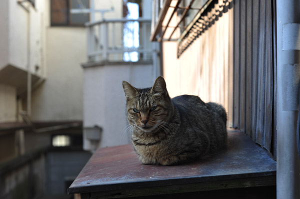 �N������ĕs�@���ȕ\��̃l�R