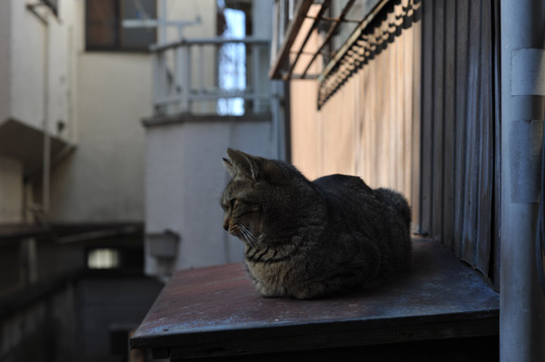 ���������߂�l�R