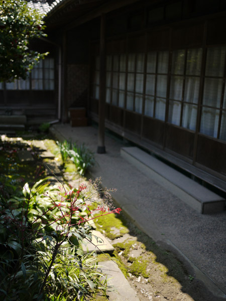 �T�N���`��