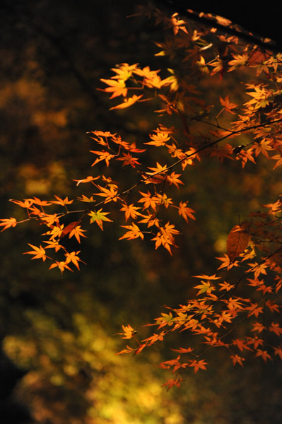 �Z�`���̃��C�g�A�b�v�g�t