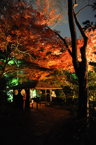 �Z�`���̃��C�g�A�b�v�g�t