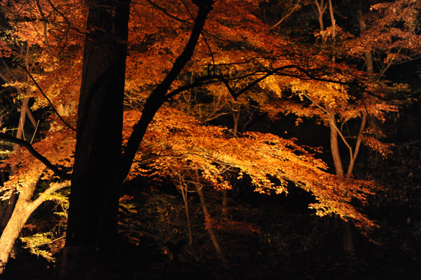 �Z�`���̃��C�g�A�b�v�g�t