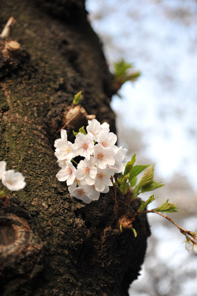 �ΐ_���̍�