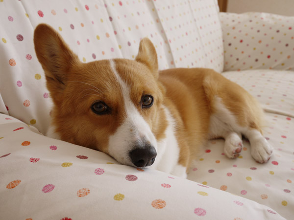 ���B�e�̃R�c