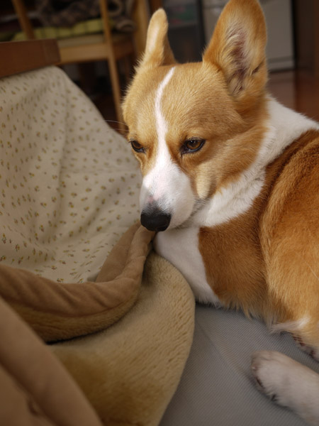 ���B�e�̃R�c