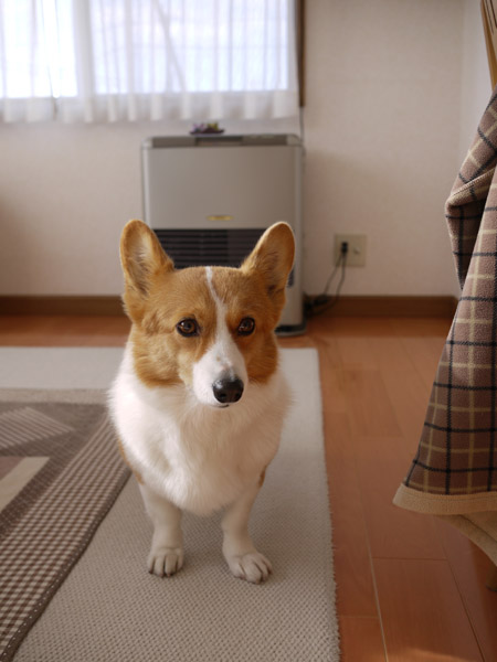 ���B�e�̃R�c