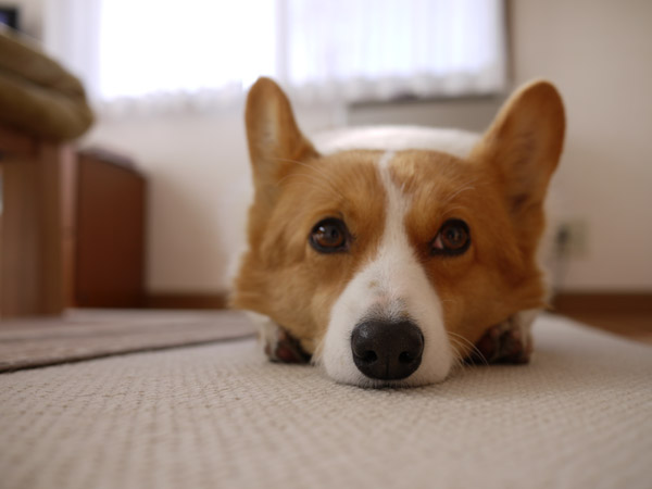 ���B�e�̃R�c